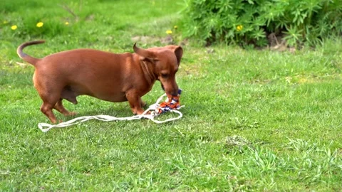 Doggy 1 Stock Footage 145312715