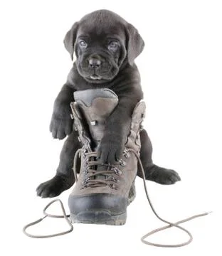 Doggy and boot Stock Photos