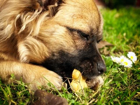 Doggy and cookie Foto stock