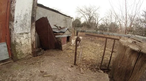 A Doggy Barks to Operator Standing Near The Booth Early Spring Stock Footage 59531341