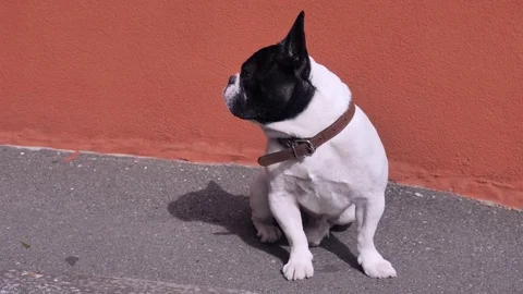 Doggy with brown collar at the open air. Stock Footage