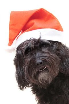 Doggy congratulation 스톡 사진