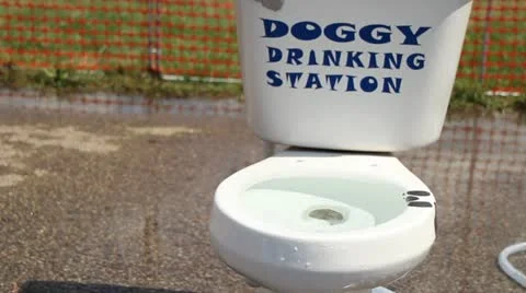 Doggy Drinking station Vidéo 11714407