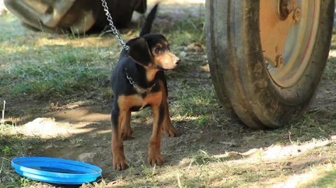 Doggy Stock Footage 27846580