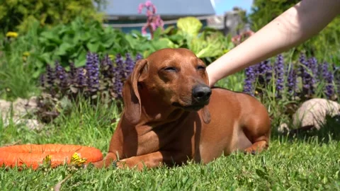 Doggy Stock Footage 145312714