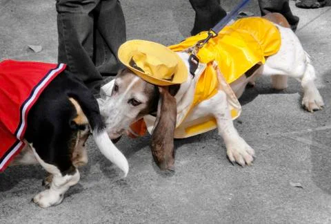 Doggy Hello Stock Photos
