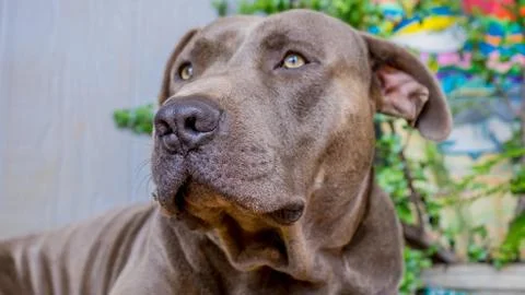 Doggy looking away Stock Photos