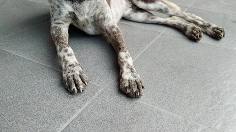 Doggy looking content in shade. Stock Footage 132209605