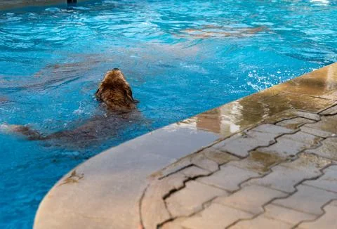 Doggy Paddle Stock Photos