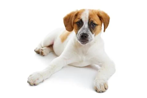 Doggy 스톡 사진