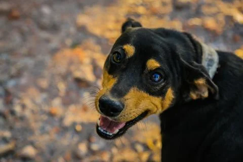 Doggy Stock Photos