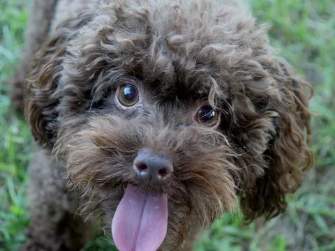 Doggy Stock Photos