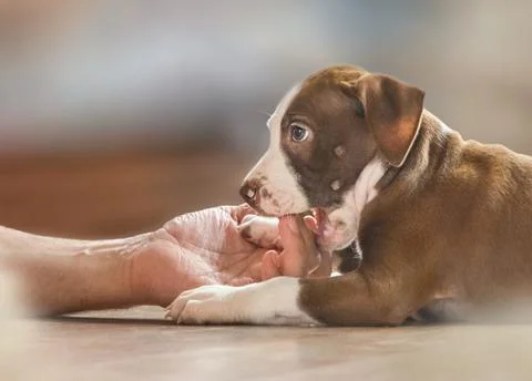 Doggy Stock Photos
