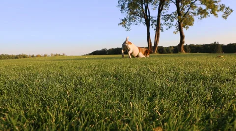Doggy play jump Vídeo Stock 45869173