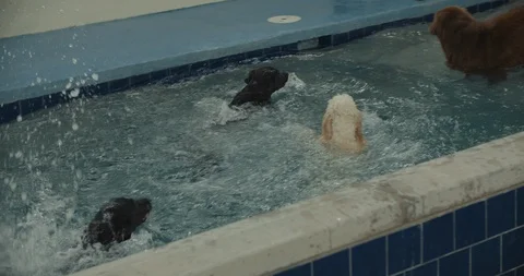 Doggy Pool In Slow Motion Vídeo Stock 105174496