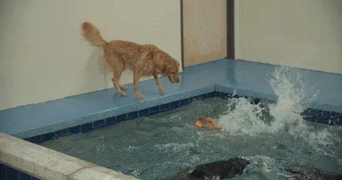 Doggy Pool In Slow Motion 스톡 동영상 105175524