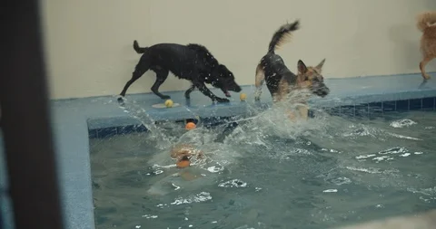 Doggy Pool In Slow Motion 스톡 동영상 105175721