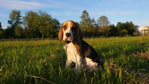 Doggy sit on grass, turn head and look straight to camera, then look beside Stock Footage 77428985