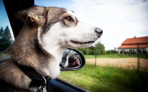 Doggy vacation Stock Photos