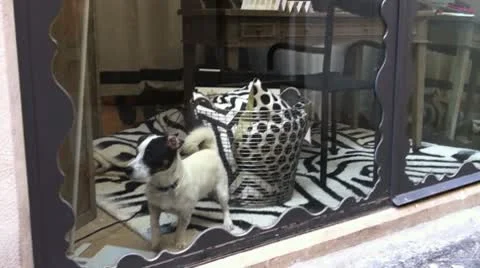 Doggy in the Window Stock Footage 10701601