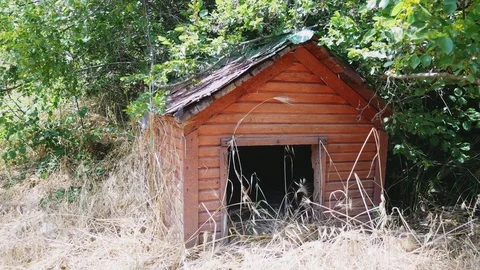 Doghouse Backyard Video stock 83996251