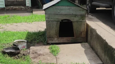Doghouse Backyard Stock Footage 313810480