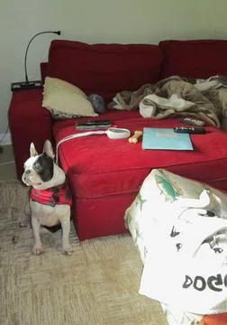 DoginJacket Foto stock