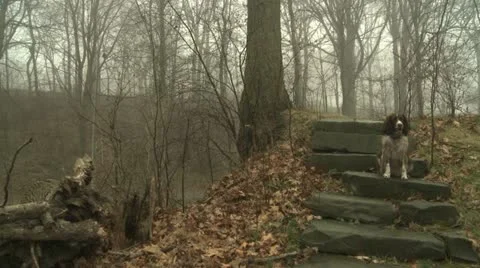 Doginthemist 動画素材 10891511