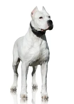 Dogo Argentino  stand isolated on white background. Front view Stock Photos