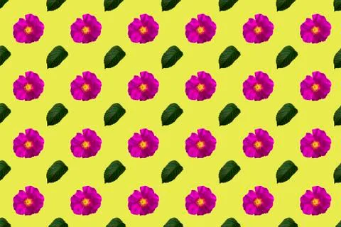 Dogrose and leaf seamless pattern isolated on yellow background Stock Illustration