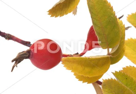 Dogrose berry. Stock Photos
