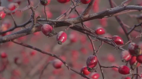 Dogrose. Close up. Stock Footage 59794394