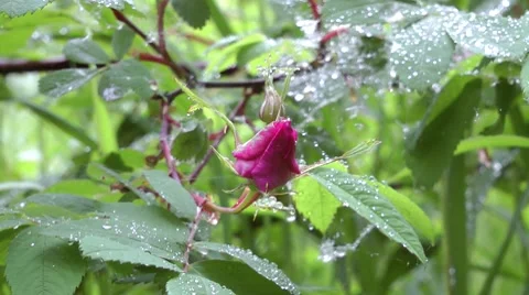 Dogrose flower Stock Footage 8524770