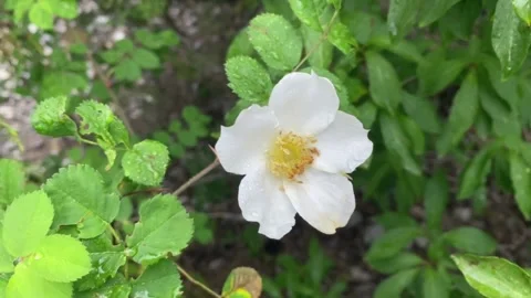 Dogrose Stock Footage 247394938