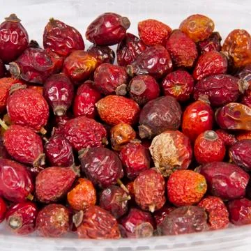 Dogrose 스톡 사진