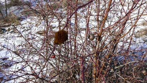 Dogrose put on a winter coat 動画素材 78921830