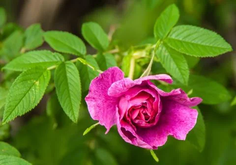 Dogrose (rósa) Stock Photos