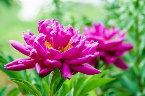 Dogrose - (rósa) Stock Photos