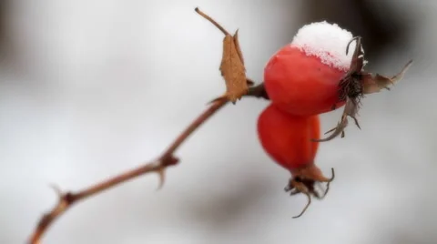 Dogrose under snow. Stock Footage 1052519