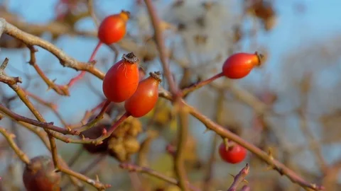 Dogrose in winter Stock Footage 83690943