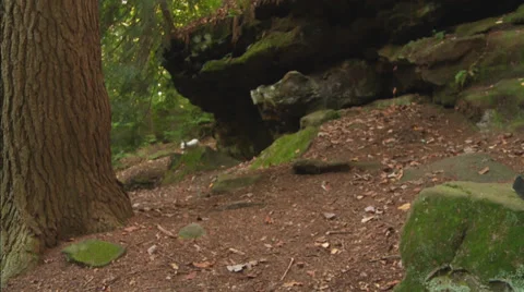 DogRunning01 Stock Footage 30561318