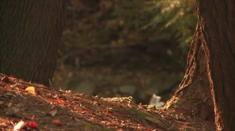 DogRunning02 Stock Footage 30561357