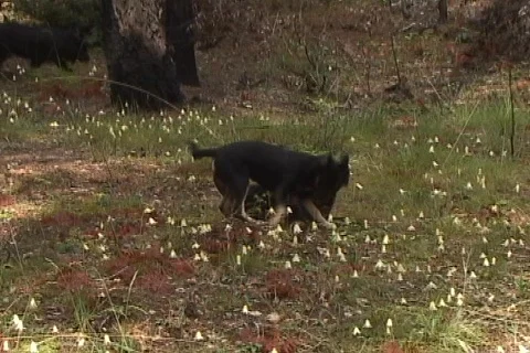 Dogs 01 Vídeo Stock 356723