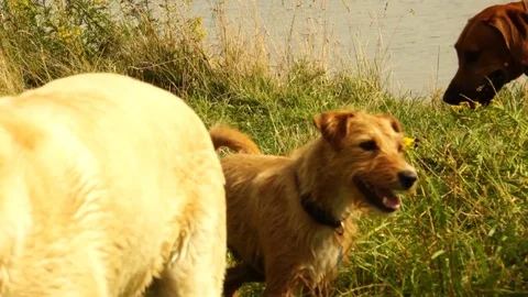 Dogs 01 Stock Footage 92994781