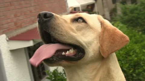 Dogs 02 Stock Footage 10879051