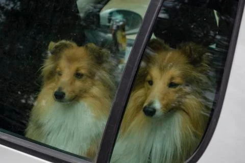 Dogs alone in a car Stock Photos