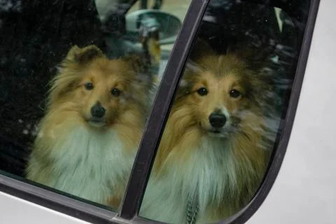 Dogs alone in a car Stock Photos