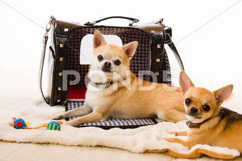 Dogs and bag Stock Photos