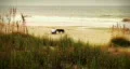 Dogs and Beachcomber Early Morning HD Footage