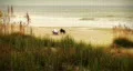 Dogs and Beachcomber Ocean Beach Surf Early Morning HD Footage